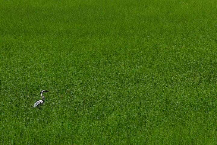 &lt;p&gt;A great blue heron stalks its prey in a field of grass near Wolf Lodge Bay Wednesday east of Coeur d&#146;Alene.&lt;/p&gt;