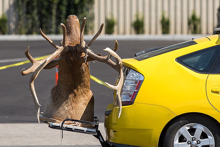 &lt;p&gt;A man drives eastbound down Lakeside Ave. with an Elk head on the back of his Prius on Friday morning.&lt;/p&gt;