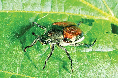 &lt;p&gt;Have you seen me? The State Department of Agriculture reports an increased amount of Japanese beetles in Idaho, an unwanted guest in the Gem State.&lt;/p&gt;