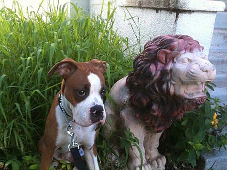 &lt;p&gt;Seymour the boxer sits next to one of the concrete lions that was stolen from the house at 810 N. Third St. in Coeur d&#146;Alene in this 2012 photo. The lions have been on the property for several decades.&lt;/p&gt;