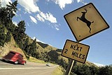 U.S. 93 drivers: Don't feed but do heed the animals