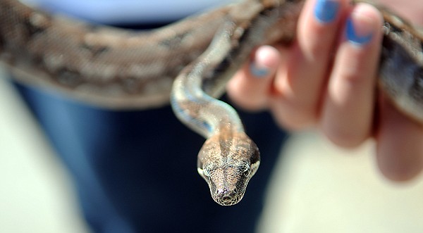 &lt;p&gt;Bryce Erbelding, 12, of Kalispell, shows off Onyx, her red-tail
boa, before the judging of the Pocket Pals on Thursday morning at
the Northwest Montana Fair in Kalispell.&lt;/p&gt;