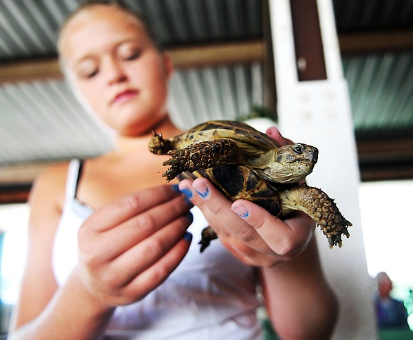 &lt;p&gt;Bryce Erbelding, 12, of Kalispell, removes dirt from her
tortoise Harry, before the judging of the Pocket Pals on Thursday
morning at the Northwest Montana Fair in Kalispell.&lt;/p&gt;