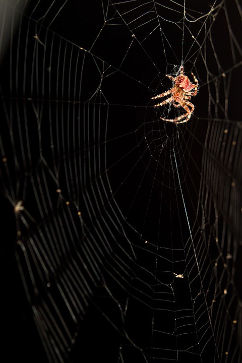 &lt;p&gt;JEROME A. POLLOS/Press An orb weaver spider navigates across its web Sunday evening to feed on gnats and other small insects that flew into the sticky latticework.&lt;/p&gt;