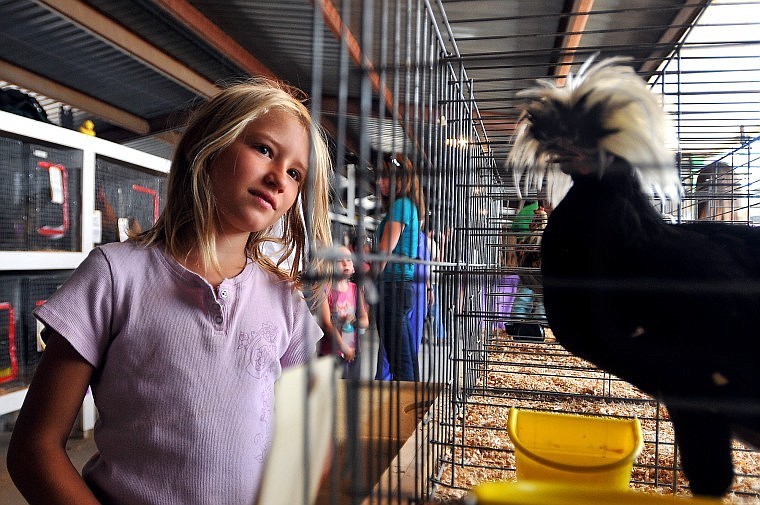 Mikayla Hanson, 8, looks in on a rooster Tuesday during the Northwest Montana Fair&#146;s Rooster Crowing Contest.