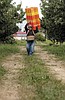 Migrant workers make cherry picking a family affair