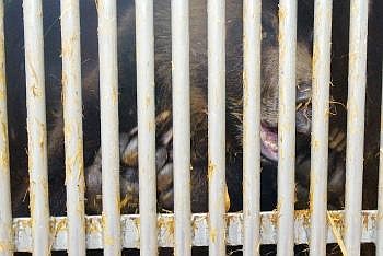 The grizzly cub pushes at the bars of a bear trap Tuesday.