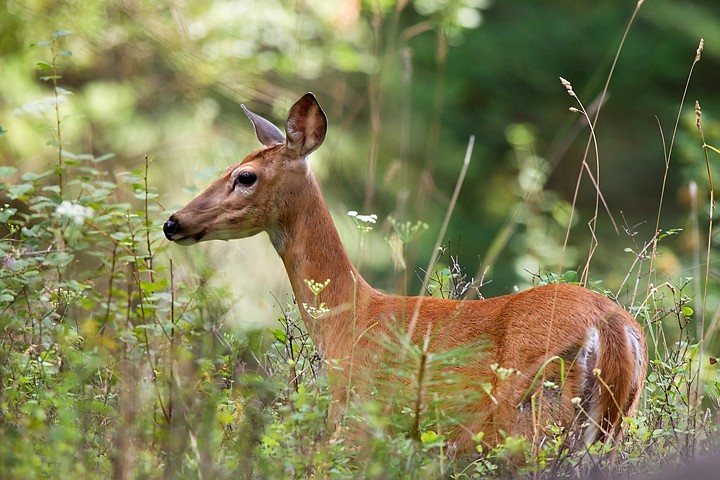 &lt;p&gt;SHAWN GUST/Press A white-tailed deer forages for food Thursday near Fernan Lake. The herbivore will spend it life in a range that usually not larger than a square mile.&lt;/p&gt;