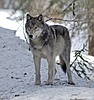 Wolf stamp proposal draws a spirited debate
