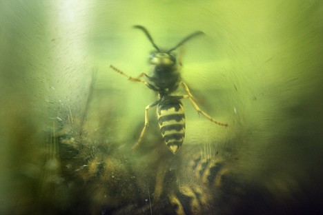 &lt;p&gt;A wasp climbs up the wall of a trap set out by Janet Haworth on the deck in her back yard. Haworth, among many others in the community have noticed an increase in the hornet and wasp population.&lt;/p&gt;