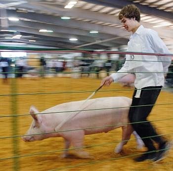 Reid Siderus walks his pig past the fence inside the Trade Center during opening rounds of the senior swine showman competition. Nate Chute/Daily Inter Lake