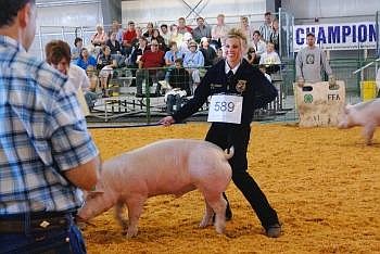 Shelbi Schroeder shows off her pig to Mark Heitstuman, an extension agent from Washington, while she walks her animal back and forth during the final round of the senior swine showmanship competition Wednesday morning at the Northwest Montana Fair. Schroeder placed second, earning her the title of reserve champion. Nate Chute/Daily Inter Lake