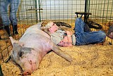 Swan River 4-H Club has strong showing at fair