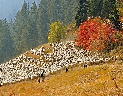 &lt;p&gt;The 18th annual Trailing of the Sheep Festival will be held Oct. 9-12 in Wood River Valley.&lt;/p&gt;