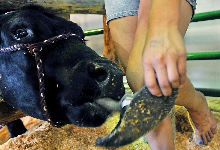 Norman the cow licks 13-year-old Talli Carmalt&#146;s sandal in the Trade Center on the fairgrounds.