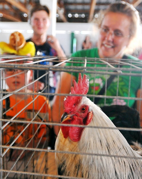 With a crowd of onlookers, the birds stayed quiet until they were moved back to their own cages. The winning rooster crowed three times in three minutes.