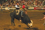 Roundup Rodeo grows