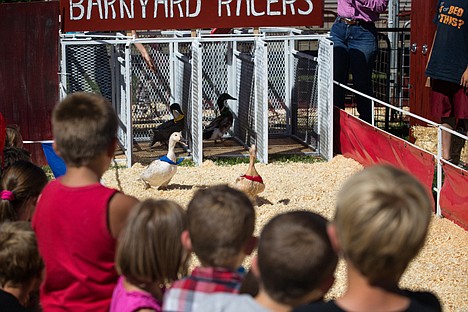 &lt;p&gt;Children watch ducks run out of the gates at the Barnyard Racers animal races Wednesday morning at the North Idaho Fair.&lt;/p&gt;