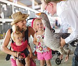 Fun at the Northwest Montana Fair