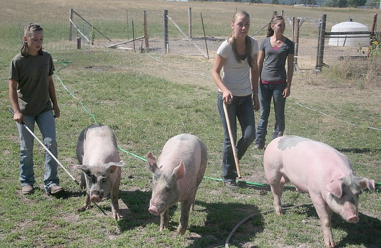 &lt;p&gt;&lt;strong&gt;Marcada, Mahala and Valeria lead their pigs with canes as part of their daily exercise to better prepare for Fair. The girls purposefully tap the pigs on their faces to direct them rather than the body so as not to damage or bruise the meaty parts.&lt;/strong&gt;&lt;/p&gt;
&lt;div&gt;&lt;strong&gt;&lt;br /&gt;&lt;/strong&gt;&lt;/div&gt;