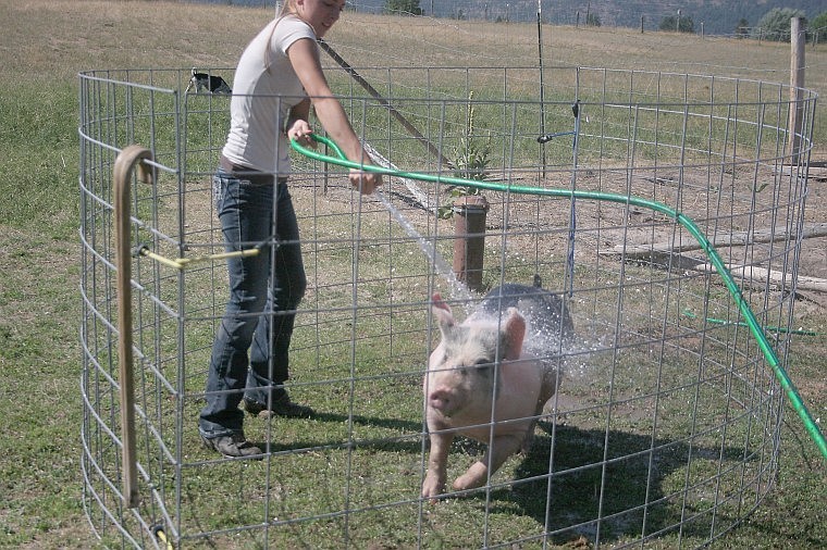 &lt;p&gt;Bath time fun with the pigs will occur more often as the Sweet sisters get ready for the Sanders County Fair next week.&#160;&lt;/p&gt;