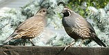 State of the Birds