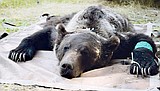 Male grizzly released in Cabinets