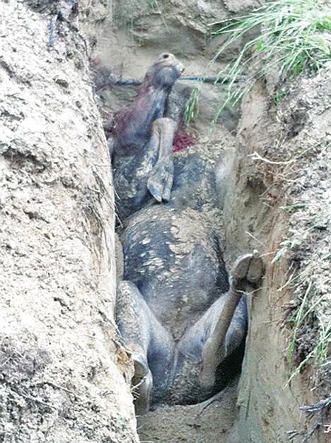 Rescuers free trapped moose