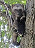 Wolverine surprises North Fork campers