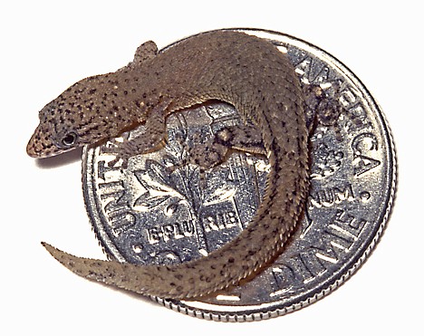 &lt;p&gt;Associated Press photos Among the recently discovered species, from top, are a Caribbean gecko, Sphaerodactylus ariasae, one of the two smallest reptile species known to exist, curled up on a dime;. Found in the Dominican Republic, the gecko is about 16 mm, and is also the smallest amniote vertebrate of 25,000 species (includes birds, mammals, and reptiles). Hedges described &quot;I found it with a colleague, while crawling on my hands and knees among dead leaves, anticipating a small lizard, but that not that small!&quot; He said. (AP Photo/Penn State University, Blair Hedges)&lt;/p&gt;