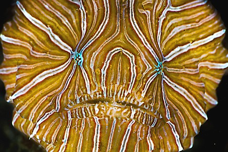 &lt;p&gt;This undated image provided by seaphotos.com shows the face of a Histiophryne psychedelica, a highly atypical frogfish (Antennaridae) first described in 2009 from a handful of specimens photographed in Ambon, Indonesia in 2008. It has a vestigial, non-functional lure (illicium/esca) and probably traps its prey inside coral holes and crevices or within coral rubble. The unusual pattern is thought to mimic the appearance of several kinds of hermatypic coral, and while varying slightly from individual to individual, appears to remain unchanged throughout the life of each individual. (AP Photo/David Hall Seaphotos)&lt;/p&gt;