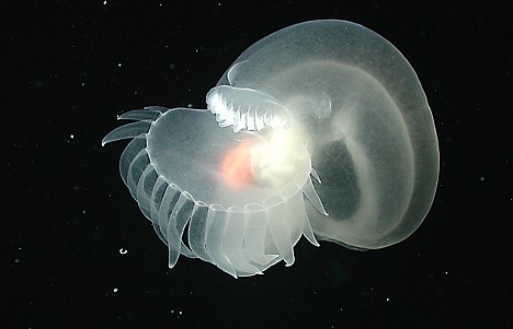 &lt;p&gt;This image, taken in 2002, about one mile deep near a huge underwater volcano near Monterey Bay, provided by NOAA shows this strange marine animal, thought to be a new species that has yet to be described or named. It is a type of mollusk, called Nudibranch, a type of mollusk that sheds its shell early in life. Scientists think there are millions of species, like this one, that have yet to be named or even discovered. (AP Photo/NOAA)&lt;/p&gt;