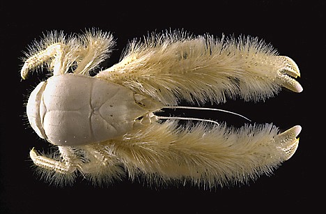 &lt;p&gt;This undated handout image provided by the National Museum of National History in Paris, France, shows a blind new species, distantly related to the squat lobster family, which was found in 2005 in hydrothermal vents where the East Pacific Rise meets Antarctica. We live in a much wilder world than it looks. A new study estimates that Earth has almost 8.8 million species, but the vast majority of those species are types of animals yet to be discovered. And they could be in our own backyard, scientist say. (AP Photo/Michel Segonzac, National Museum of National History in Paris, France)&lt;/p&gt;