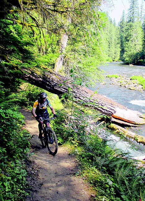 <p>Bend's Dustin Gouker powers his way up a small climb on the McKenzie River Trail near Trail Bridge Reservoir in McKenzie Bridge, Ore., on Aug. 6.</p>
