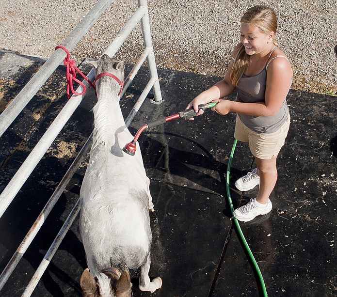 &lt;p&gt;Gabrielle Sutton gets Pixie ready for the 4H miniature horse
judging at the Northwest Montana Fair Monday morning. Sutton also
plans to enter PIxie in the open miniature horse show on
Thursday.&lt;/p&gt;