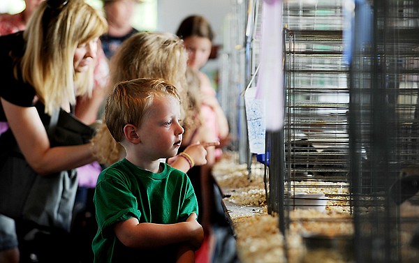 &lt;p&gt;Aidan Mannion, 3, of Chicago checks out the winning rabbits
before the start of the judging for the Pocket Pals on Thursday
morning at the Northwest Montana Fair in Kalispell. In the
background are his mother and sister, Karin and Alina Mannion.&lt;/p&gt;