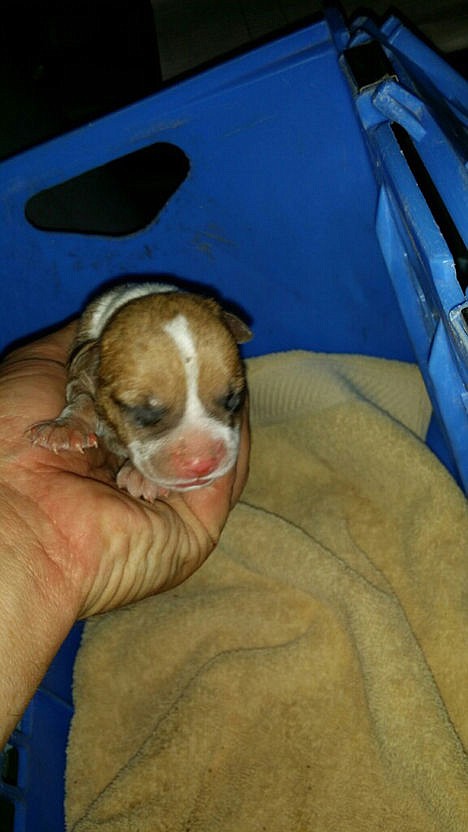 &lt;p&gt;In this photo provided by the Arizona Humane Society, a puppy that was trapped in a pipe is tended to Thursday in Phoenix.&#160;&lt;/p&gt;