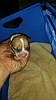 Phoenix police rescue puppy trapped in pipe after 10 hours