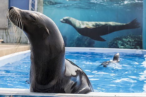 &lt;p&gt;Sparky, a California sea lion, hangs out on the edge of her pool Tuesday at the Kootenai County Fairgrounds. Sparky is joined by fellow sea lions Zoe and Kim at the Sea Lion Splash attraction at this weekend&#146;s North Idaho Fair, where they will perform three shows daily.&lt;/p&gt;