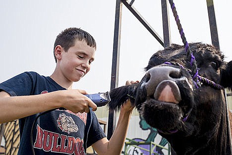 &lt;p&gt;Adam Gibson, 12, clips the hair of his cow Bota on Tuesday at the Kootenai County Fairgrounds. Gibson is preparing Bota for auctioning for the 4-H Club at the North Idaho Fair.&lt;/p&gt;