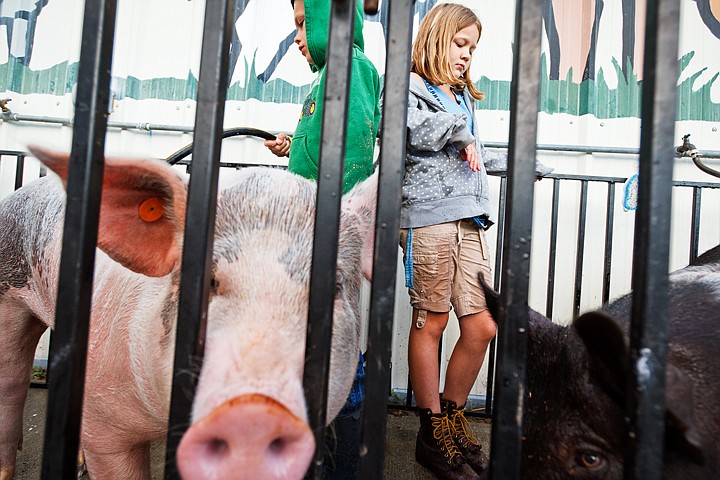 &lt;p&gt;SHAWN GUST/Press Kaytlyn Harris, 10, takes a break from washing a 4-H peer's pig Thursday while preparing the swine for showing at the Kootenai County Fair and Rodeo. Harris' own pig was injured, and subsequently butchered, after falling out of a pickup en route to the fair.&lt;/p&gt;