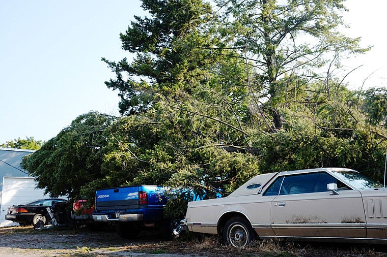 <p>Sunday night's storms caused a large pine tree to fall on several vehicles at a house on Fifth Avenue West in Kalispell. </p>
