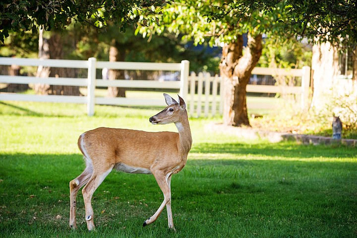 &lt;p&gt;SHAWN GUST/Press A deer looks back while walking through a Dalton Gardens yard on Tuesday.&lt;/p&gt;