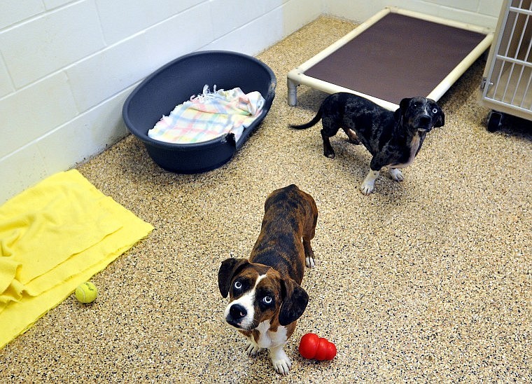 Annie and Smores look up from their floor space in the Smallville section of the shelter.