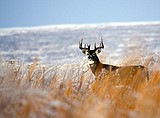 Idaho Fish and Game's deer and elk outlook