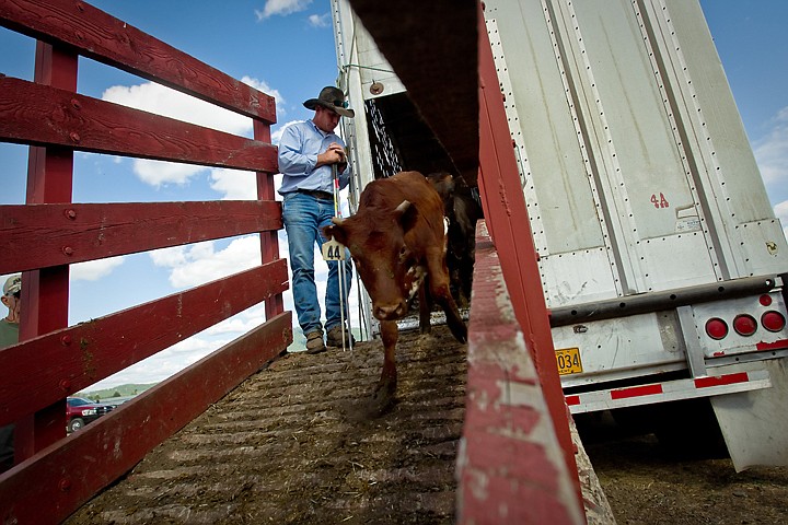 &lt;p&gt;JEROME A. POLLOS/Press Carl Stacy helps unload cattle used at the North Idaho Rodeo from a trailer Friday.&lt;/p&gt;