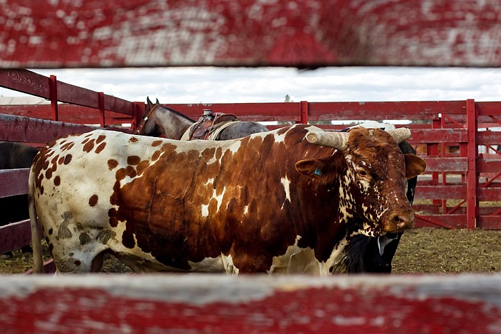 &lt;p&gt;JEROME A. POLLOS/Press A bull waits in a corral for the action to start Friday at the North Idaho Rodeo.&lt;/p&gt;