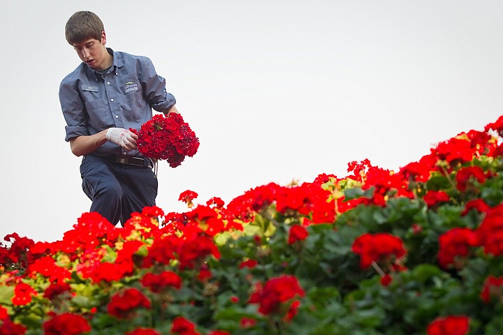 &lt;p&gt;SHAWN GUST/Press Dan Ward, with the Coeur d'Alene Resort landscaping department, takes careful steps while removing dead or unhealthy geraniums Thursday during routine clean-up of a large plot of flowers near the entrance of the resort.&lt;/p&gt;
