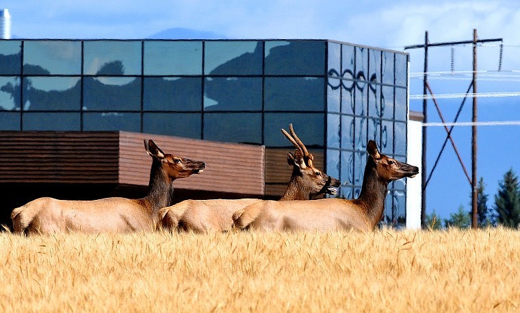 A trio of elk walk through a field next to Applied Materials north of Kalispell on Monday morning.