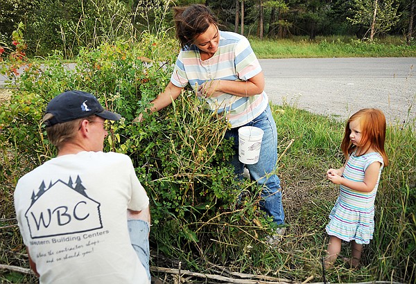 Travis Martin, left to right, and Sara Martin look down at their little helper Madison Grace, 3, as the family picks currants on Thursday evening south of Columbia Falls. Sara said she will take the currants as well as choke cherries and make jams and other preserves for the holiday season. Travis is Madison's father and Sara is her great-aunt.